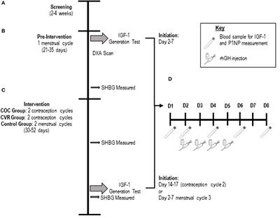 Are the Effects of Oral and Vaginal Contraceptives on Bone Formation in Young Women Mediated via the Growth Hormone-IGF-I Axis?